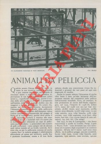 LOSCHI A. Maria - - Animali da pelliccia.