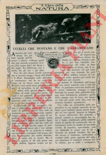 - - Uccelli che nuotano e che s'arrampicano.