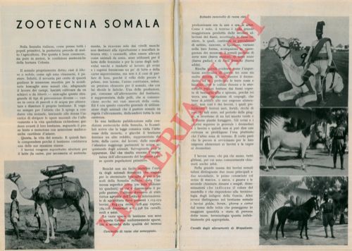 MASCHERONI Ettore - - Zootecnia somala.