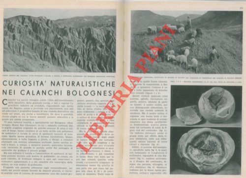 BRASA G. - - Curiosit naturalistiche nei calanchi bolognesi.
