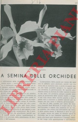 BIAGINI Ermanno - - La semina delle orchidee.