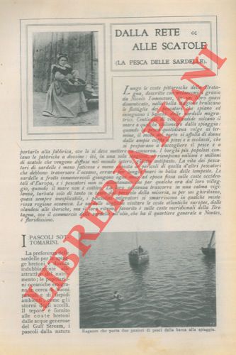 CROCI M. - - La pesca delle sardelle. Dalla rete alle scatole.