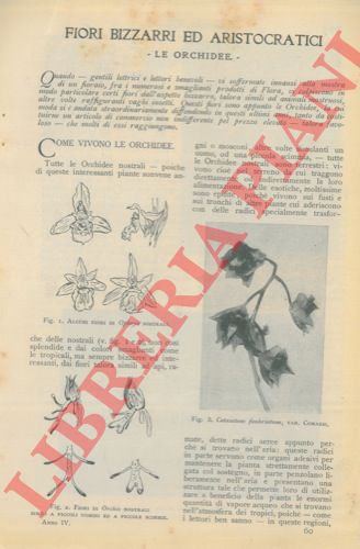 CORTESI Fabrizio - - Le orchidee. Fiori bizzarri ed aristocratici.