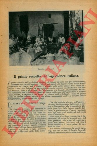 NEBBIA Pietro - - Il primo raccolto dell' agricoltore italiano (Il bozzolo da seta).