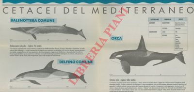 Greenpeace - - Cetacei del Mediterraneo.