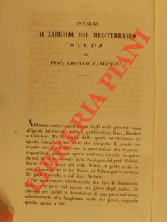 CANESTRINI Giovanni - - Intorno ai Labroidi del Mediterraneo. Studj.