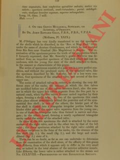 GRAY John Edward = ADAMS Arthur - - On the Genus Mulleria Sow. or Acostaea d'Orbigny  = Description of thirty-nine new species of shells from the collection of Hugh Cuming