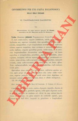 TAPPARONE CANEFRI C.(esare Maria) - - Contribuzione per una fauna malacologica delle isole papuane. VI - Descrizione di una nuova specie di Turbo, raccolta da O. Beccari nella N. Guinea.
