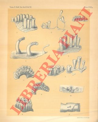DUERDEN J.E. - - Jamaican Actiniaria. Part. I- Zoantheae.