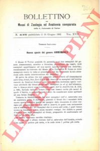 SALVADORI Tommaso - - Nuova specie del gen. Ammomanes.
