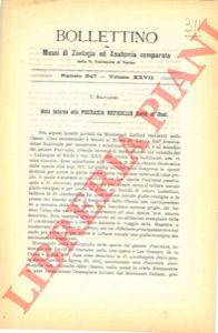 SALVADORI Tommaso - - Nota intorno alla Pucrasia ruficollis David et Oust.