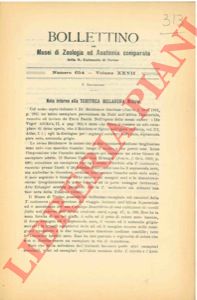 SALVADORI Tommaso - - Nota intorno alla Tchitrea melanura Rchnw.