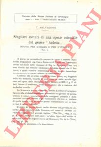 SALVADORI Tommaso - - Singolare cattura di una specie orientale del gen. Ardetta nuova per l'Italia e per l'Europa.