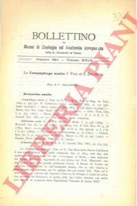 SALVADORI Tommaso - - La Campephaga analis J. Verr. et O. Des Murs.