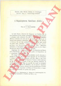SALVADORI Tommaso - - L'Hapalopteron familiare (Kittl.)