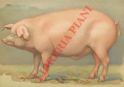 - - Das Schlachtschwein und seine praktische Vermertung.