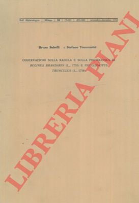 SABELLI Bruno - TOMMASINI Stefano - - Osservazioni sulla radula e sulla protoconca di Bolinus brandaris (L., 1758) e Phyllonotus trunculus (L.1758).