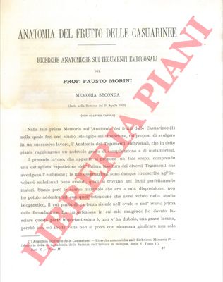 MORINI Fausto - - Anatomia del frutto delle casuarinee. Ricerche anatomiche sui tegumenti embrionali. 