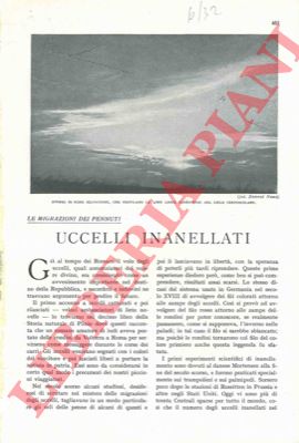 CANESTRINI Alessandro - - Uccelli inanellati. Le migrazioni dei pennuti.