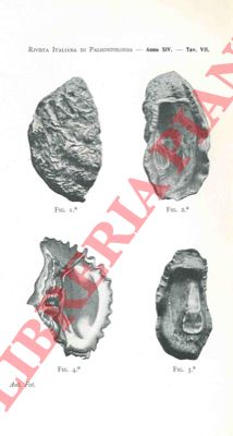 ROVERETO G. - - Su di una nuova forma di ostrica del pliocene italiano.