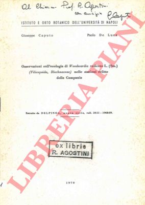 CAPUTO Giuseppe - DE LUCA Paolo - - Osservazioni sull'ecologia di Woodwardia radicans L. (Sm.) (Filicopsida, Blechnaceae) nelle stazioni relitte della Campania.