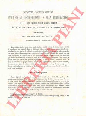 CUCCATI Giovanni - - Nuove osservazioni intorno al distribuimento e alla terminazione delle fibre nervee nella vescica urinaria di alcuni anfibi, rettili e mammiferi.