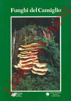 - - I funghi del Cansiglio.
