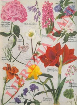 HELLYER A.G.L. - - Flowers in colour. An amateur gardening encyclopaedia.