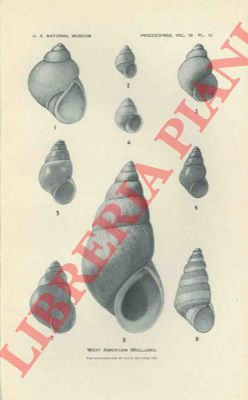 BARTSCH Paul - - The West American mollusks of the families Rissoellidae and Synceratidae, and the rissoid genus Barleeia.
