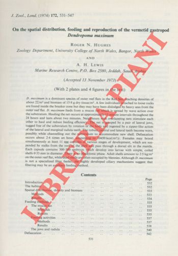 HUGHES Roger N. - LEWIS A.H. - - On the spatial distribution, feeding and reproduction of the vermetid gastropod Dendropoma maximum.