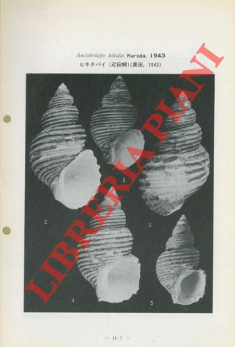 TIBA R. - KOSUGE S. - - Genus Ancistrolepis (Occasional Publications).