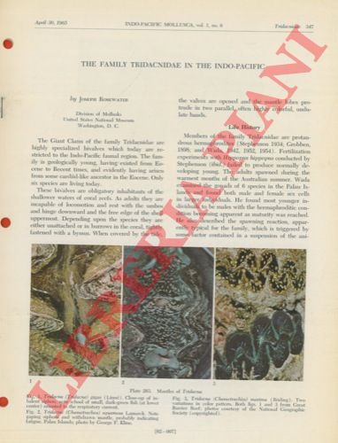 ROSEWATER Joseph  - - The family Tridacnidae in the Indo-Pacific.