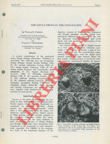 EMERSON William K. - CERNOHORSKY Walter O. - - The genus Drupa in the Indo-Pacific.