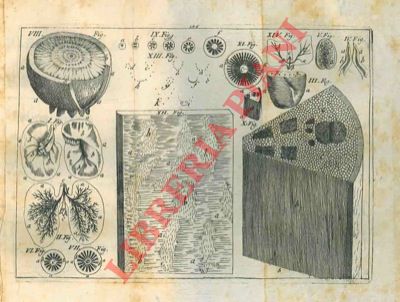GREW N. - BOYLE R. & DEDU N. - - Anotomia ed anima delle piante, che contiene una esatta descrizione della loro origine, nodrimento, progresso, parti ed usi, e che d a divedere come si formino, e come crescano. Con una raccolta di Sperienze, ed Osservazioni curiose sopra il  combattimento risultante dalla mescolanza d corpi, come anche sopra i Sapori, e sopra gli Odori.