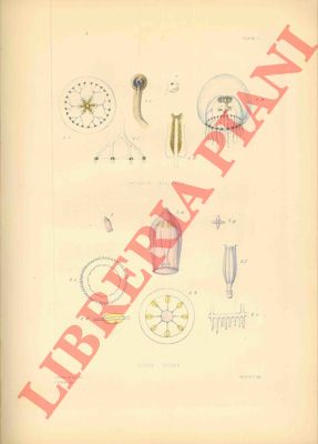 FORBES Edward - - A monograph of the british naked-eyed Medus: with figures of all the species.