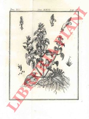 DANTY d'ISNARD - - Descrizione di due nuove specie di Lamium coltivate nel Giardino Reale.