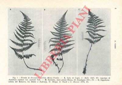 NARDI Enio - - La distribuzione di 