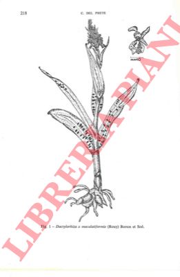DEL PRETE Carlo - - Cotributi alla conoscenza delle orchidaceae d'Italia. 4. Dactylorhiza x maculatiformis (Rouy) Borsos et So (= D. incarnata (L.) So x D. maculata (L.) So) nuova per la flora italiana.