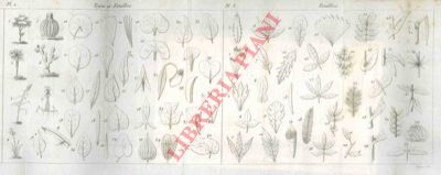 BOITARD - - Manuel complet de botanique. Premire partie. Principes de botanique lmentaire, renfermant la glossologie, l'organographie et la physiologie vgtale, la phytotrosie, l'histoire analytique de la botanique depuis Aristote jusqu'a ce jour, et le   dveleoppement du systme des familles naturelles;