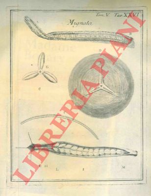 MORAND - - Osservazioni spettanti all'anatomia della mignatta.