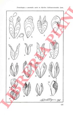 PARENZAN Pietro - - Teratologia e anomalie varie in Mytilus galloprovincialis Lam.