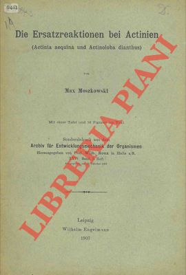 MOSZKOWSKI Max - - Die Ersatzreaktionen bei Actinien. (Actinia aequina und Actinoloba dianthus).