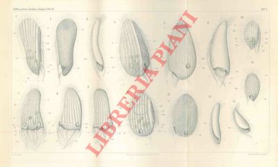 ISSEL Raffaele - - Ancistridi del Golfo di Napoli. Studio monografico sopra una nuova famiglia di cigliati, commensali di molluschi marini