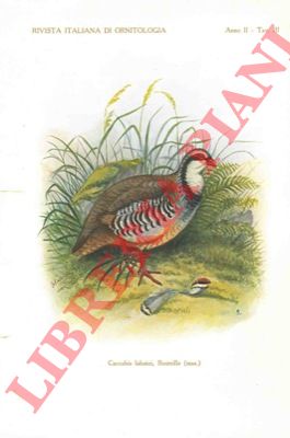 MARTORELLI Giacinto - - Intorno alla Caccabis labatei, Bouteile.