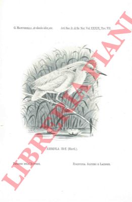 MARTORELLI Giacinto - - Nota ornitologica sopra l'Ardeola idae, (Hartlaub) e cenno sul dicroismo di varii ardeidi.