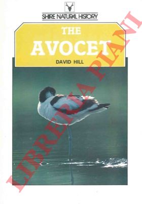 HILL David - - The avocet.