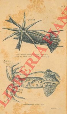 STEENSTRUP Japetus - - Notae Teuthologicae.
