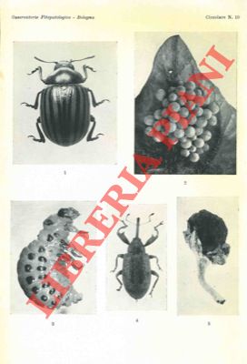 FIORI Giorgio - - Crisomela o dorifora della patata. (Chrysomela decemlineata Say - Coleottero Crisomelide) + Antonomo del melo. (Anthonomus pomorum L. - Coleottero Curculionide).