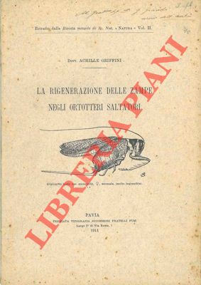 GRIFFINI Achille - - La rigenerazione delle zampe negli Ortotteri saltatori.