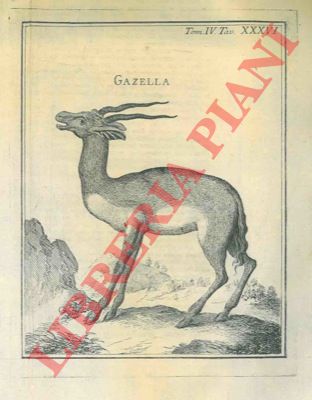 - - Descrizione anatomica di cinque gazelle.